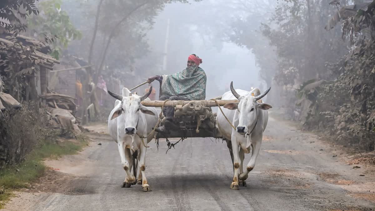 Winter Weather in Bengal