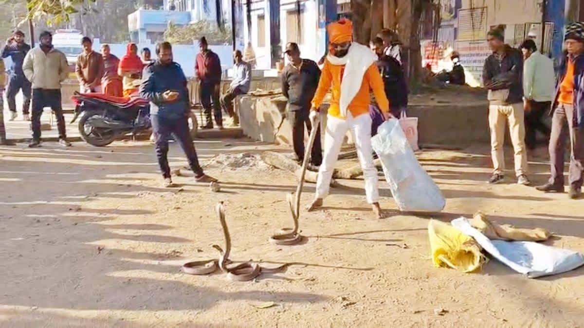 Snake Catcher Brings Live Cobras For Treatment After Bite; Causes Panic In Bihar Hospital