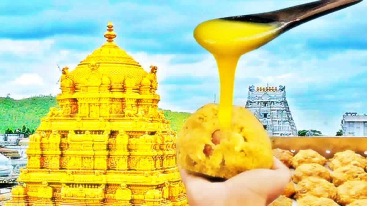 Tirumala Laddu Adulteration Case Updates