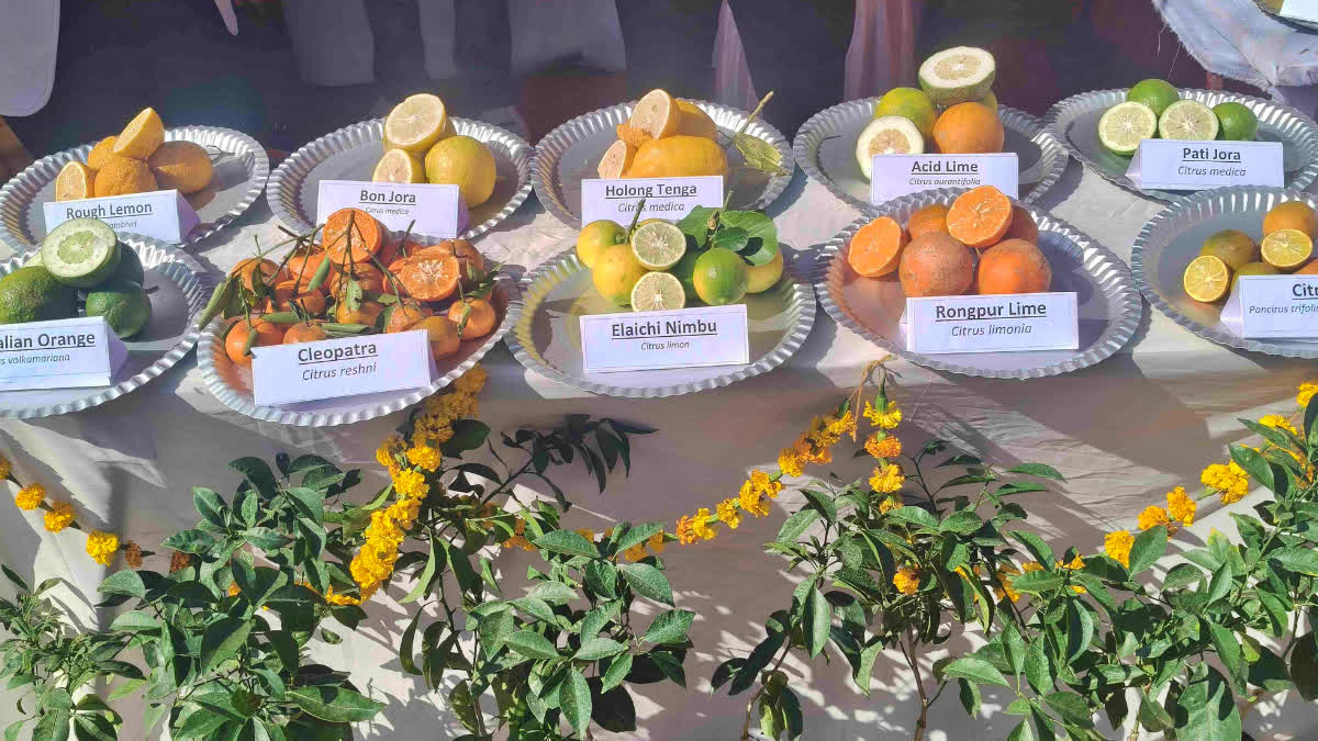 pomelo variety Dihing that boosts immunity developed by AAU scientists