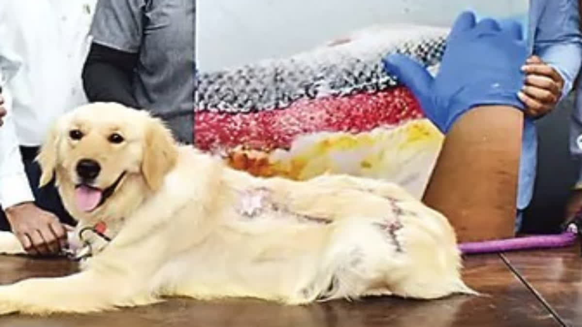 Fish Skin Grafting in Hyderabad