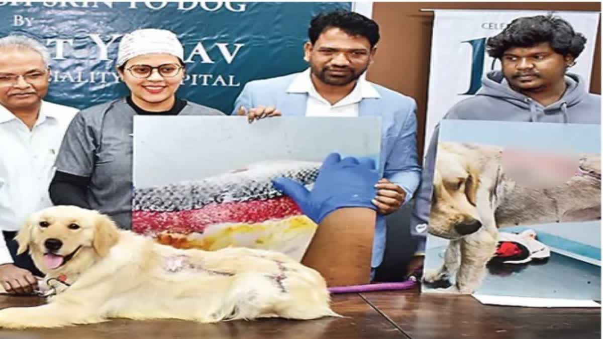 DOG SKIN TREATMENT  FISH SKIN GRAFTING IN DOG  FISH SKIN GRAFTING IN HYDERABAD  DOG FISH SKIN GRAFTING