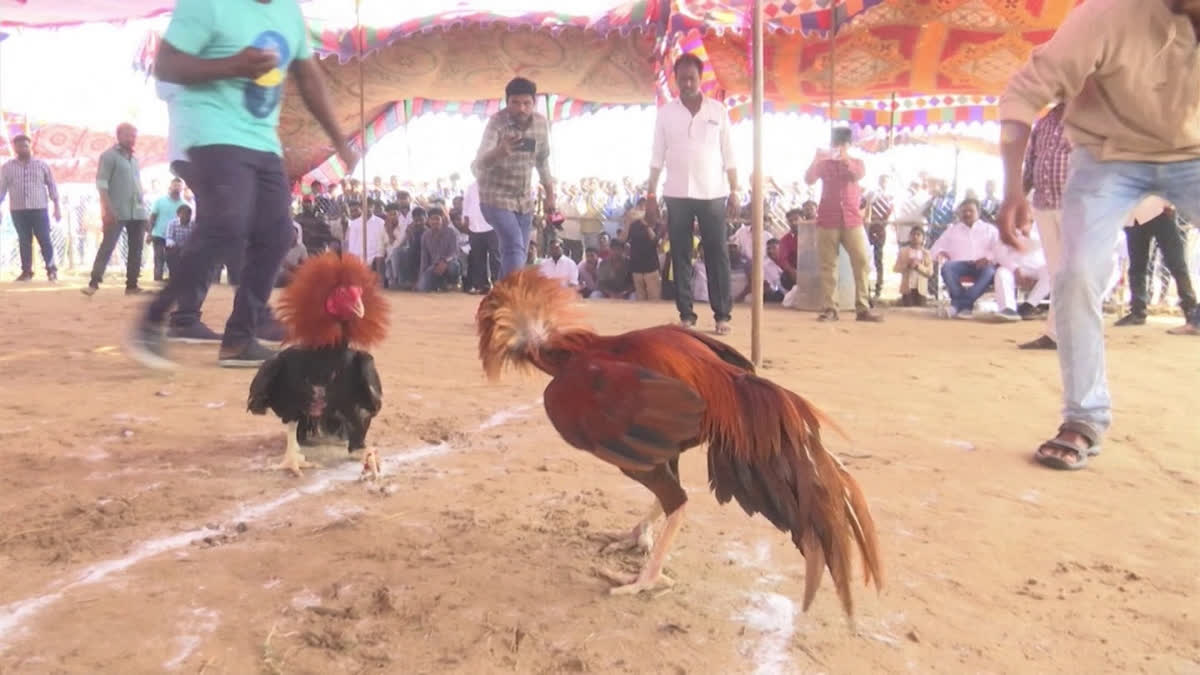 Coastal Andhra Sankranti 2026: Cockfights Surge To 450 Arenas In Godavari Districts