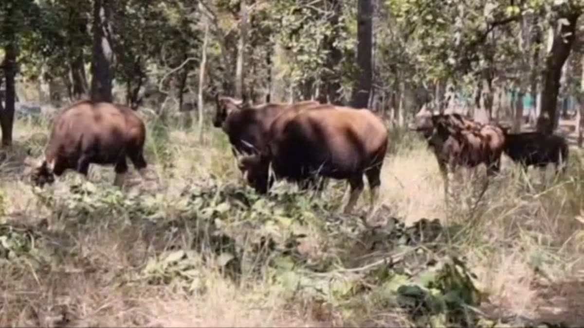 Bandhavgarh Tiger Reserve Get Bison