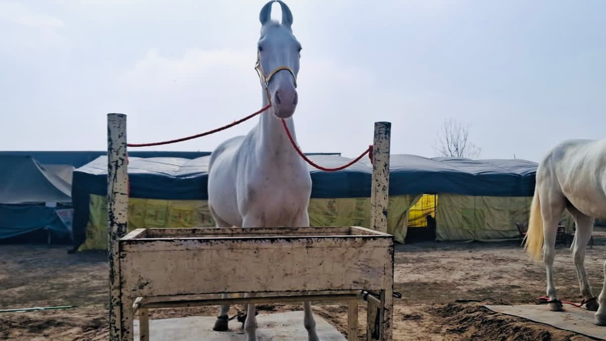 ਮਾਘੀ ਮੇਲੇ ਮੌਕੇ ਪਸ਼ੂ ਪ੍ਰੇਮੀਆਂ ਦਾ ਹੋਵੇਗਾ ਸ਼ਾਨਦਾਰ ਇਕੱਠ, ਪੰਜਾਬ ਸਰਕਾਰ ਨੇ ਪ੍ਰਬੰਧ ਕੀਤੇ ਮੁਕੰਮਲ MAGHI MELA AT SRI MUKTSAR SAHIB