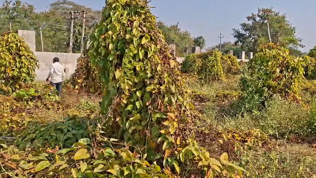 રતાળુની ખેતી