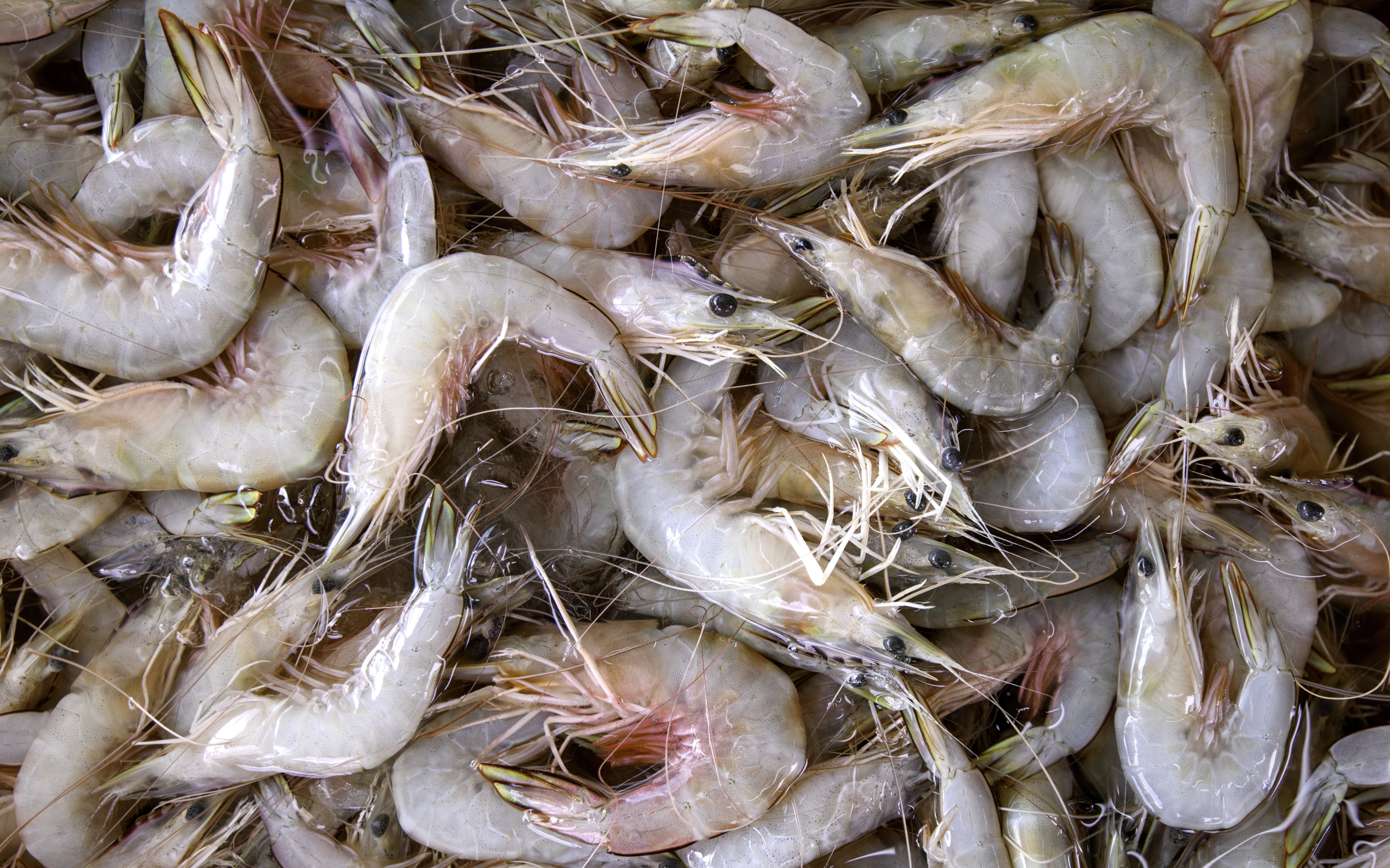 simple_prawn_recipes