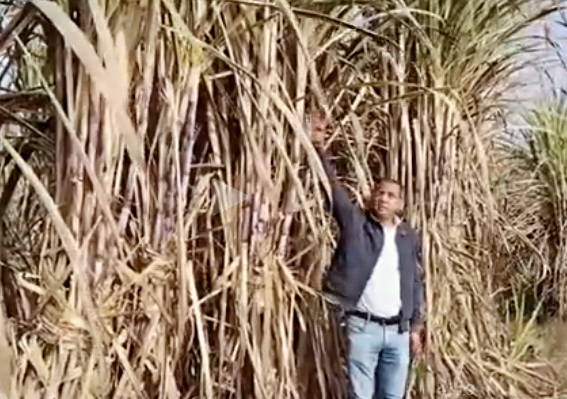 farmer showing karna18 variety sugarcane crop
