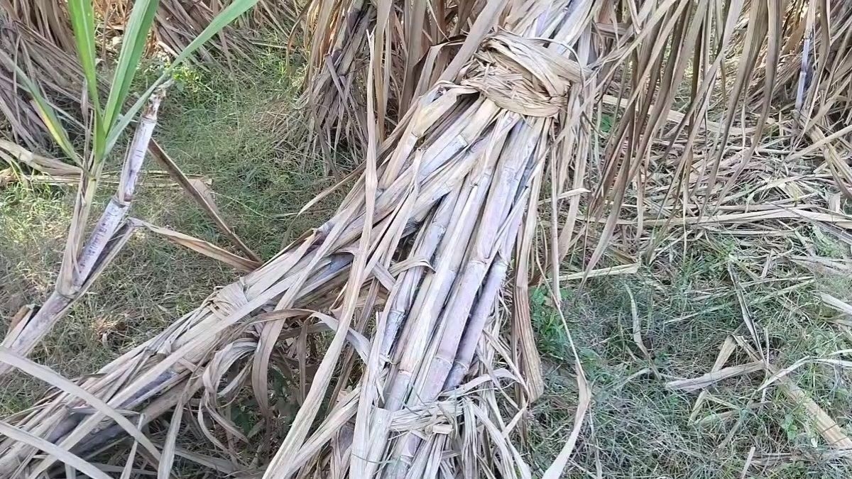 grown karna 18 variety sugarcane crop