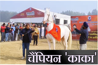 Nukra breed horse at Kurukshetra