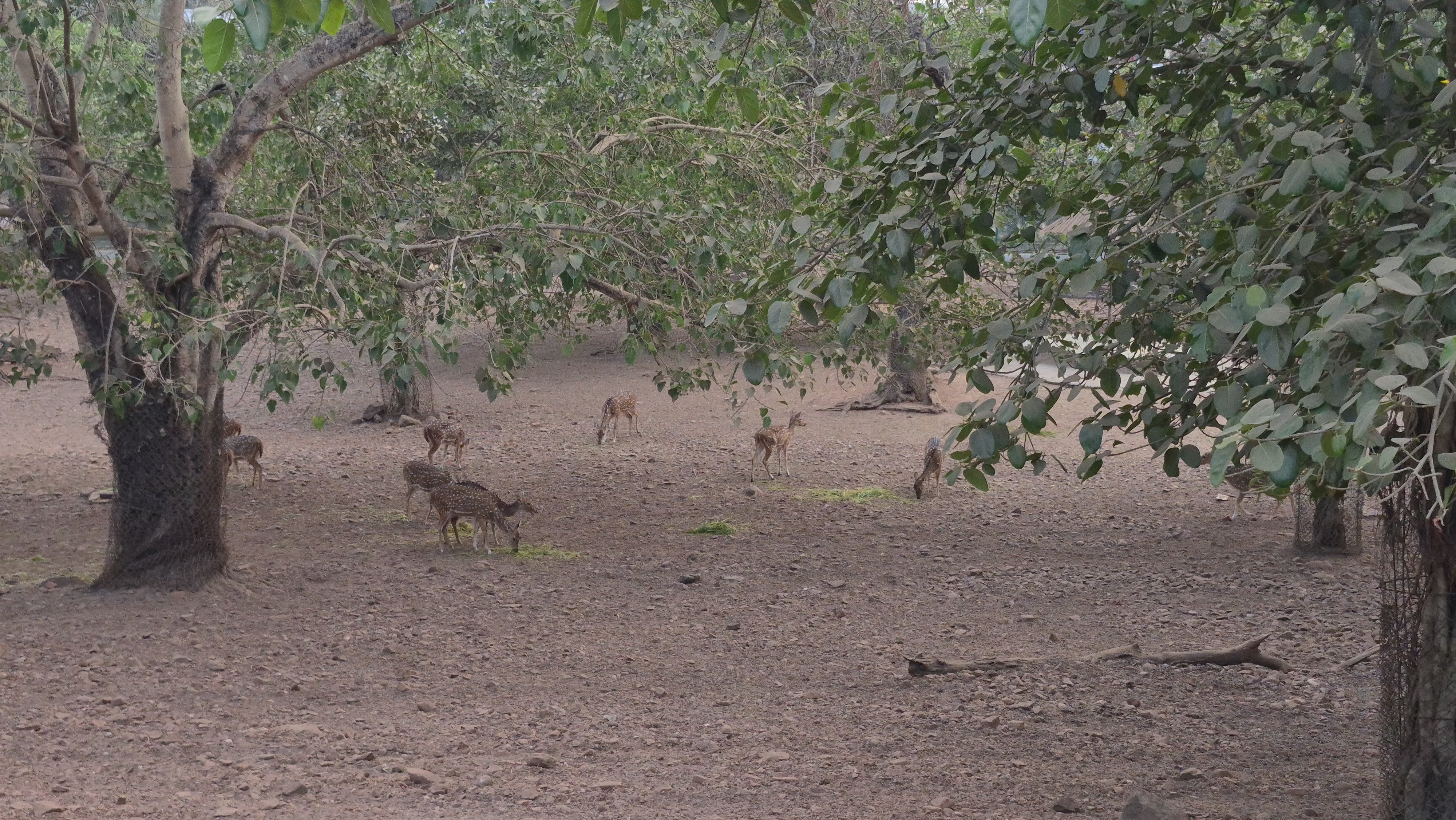 A huge crowd of tourists in the Raj Bhavan garden