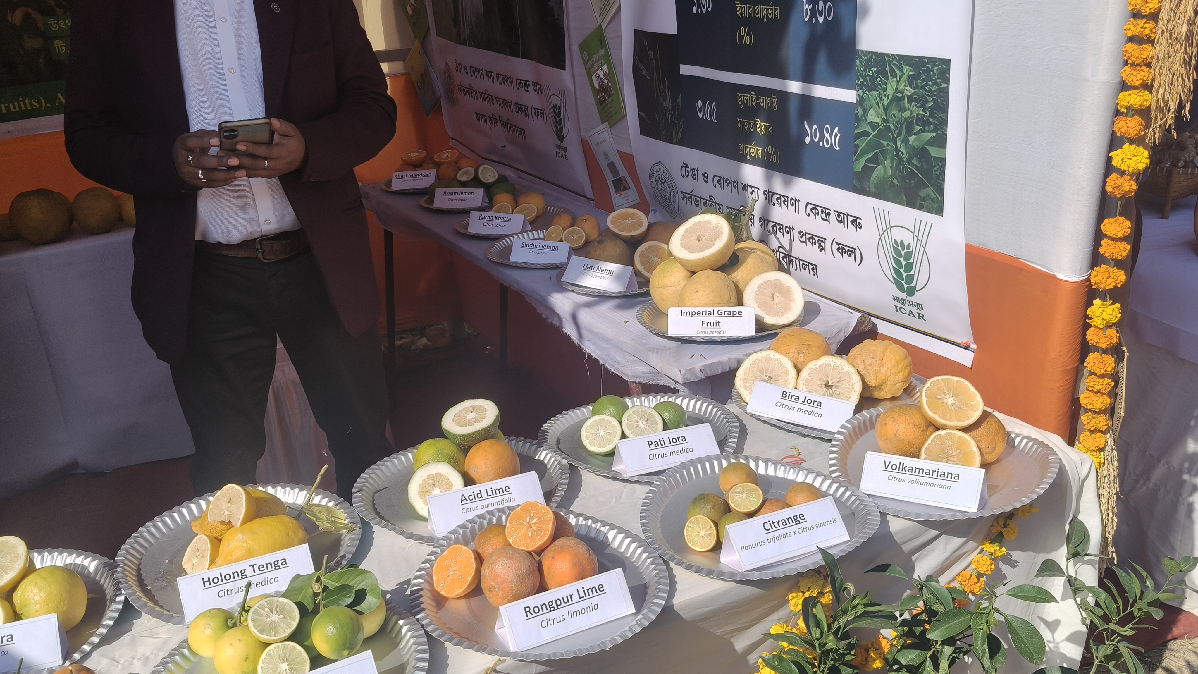 pomelo variety Dihing that boosts immunity developed by AAU scientists