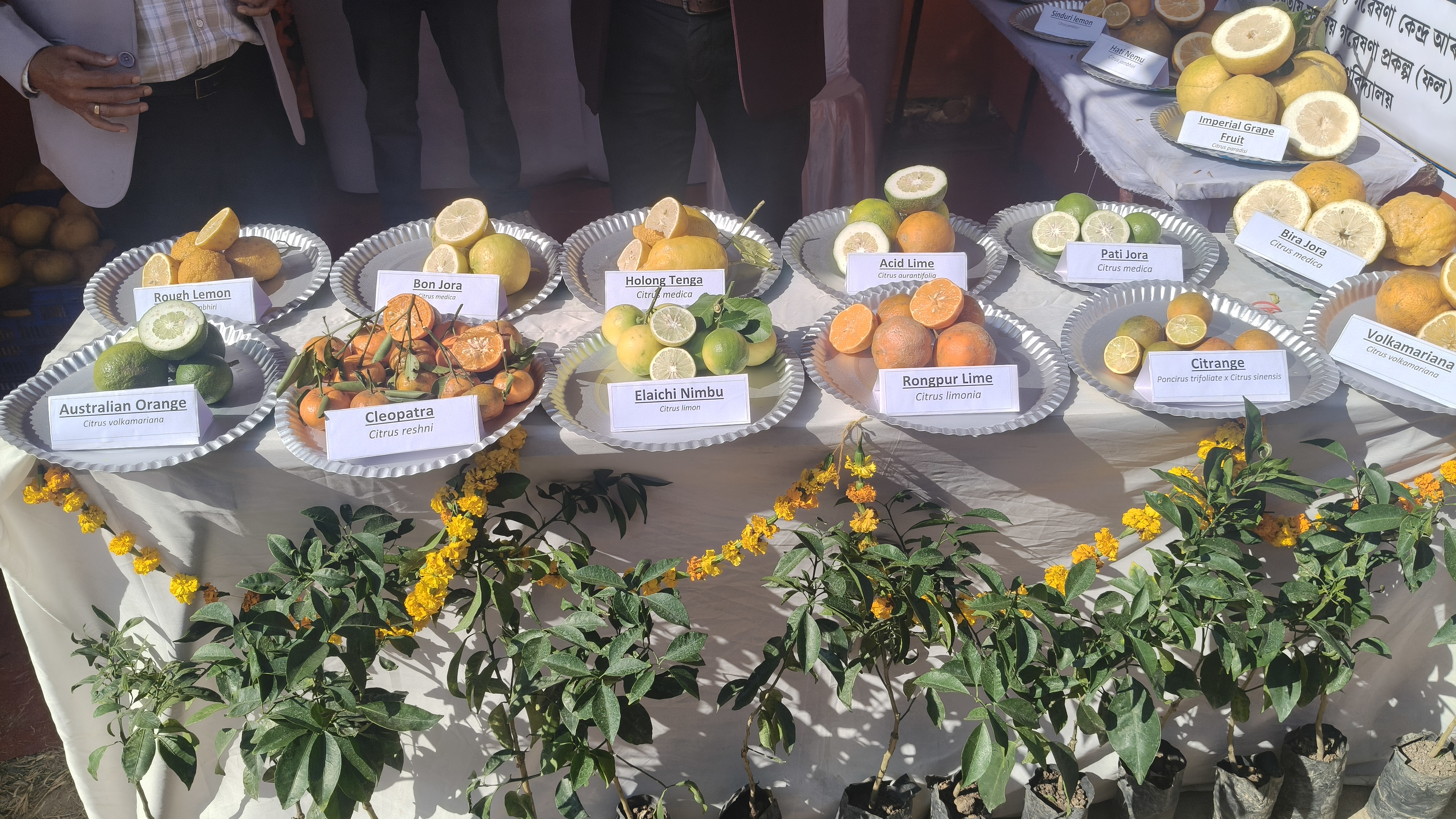 pomelo variety Dihing that boosts immunity developed by AAU scientists