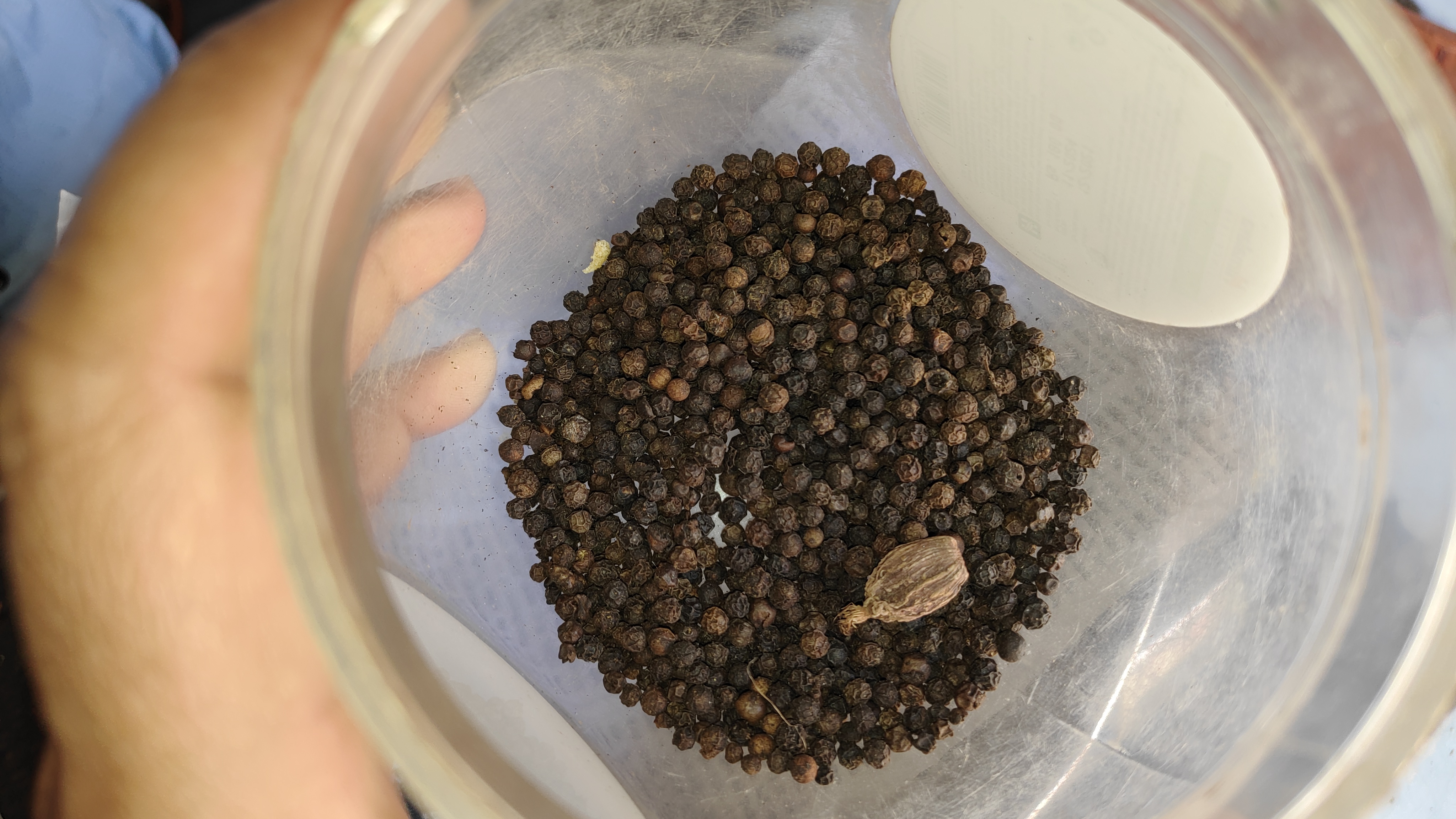 King of spices black pepper