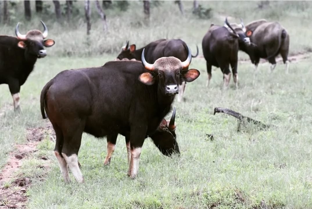 Bandhavgarh Tiger Reserve Get Bison