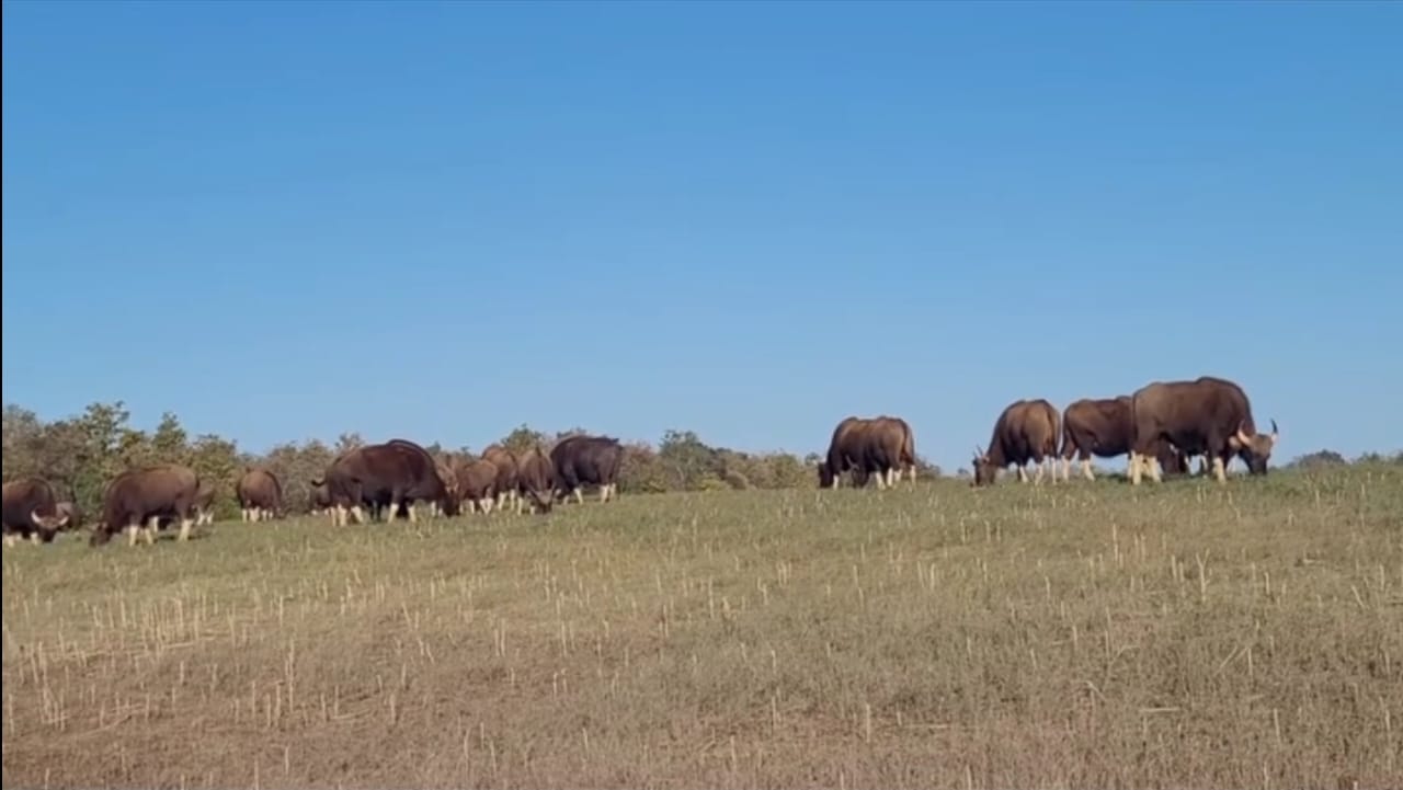Satpura Tiger Reserve Bison