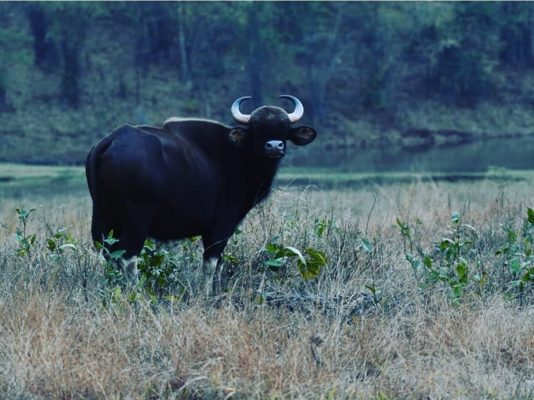 Umaria Bandhavgarh Tiger Reserve