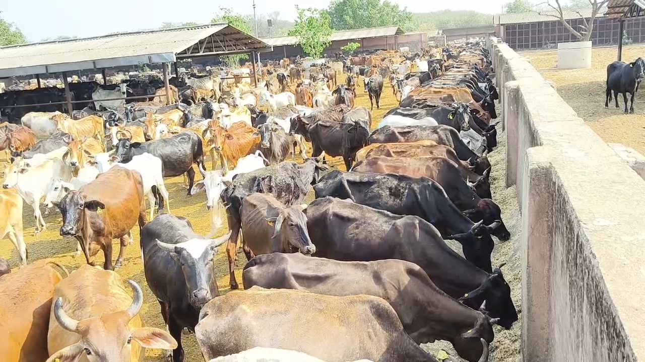 cattle in the cowshed