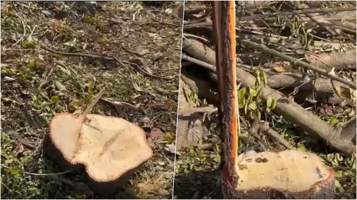 कटे हुए चंदन के पेड़