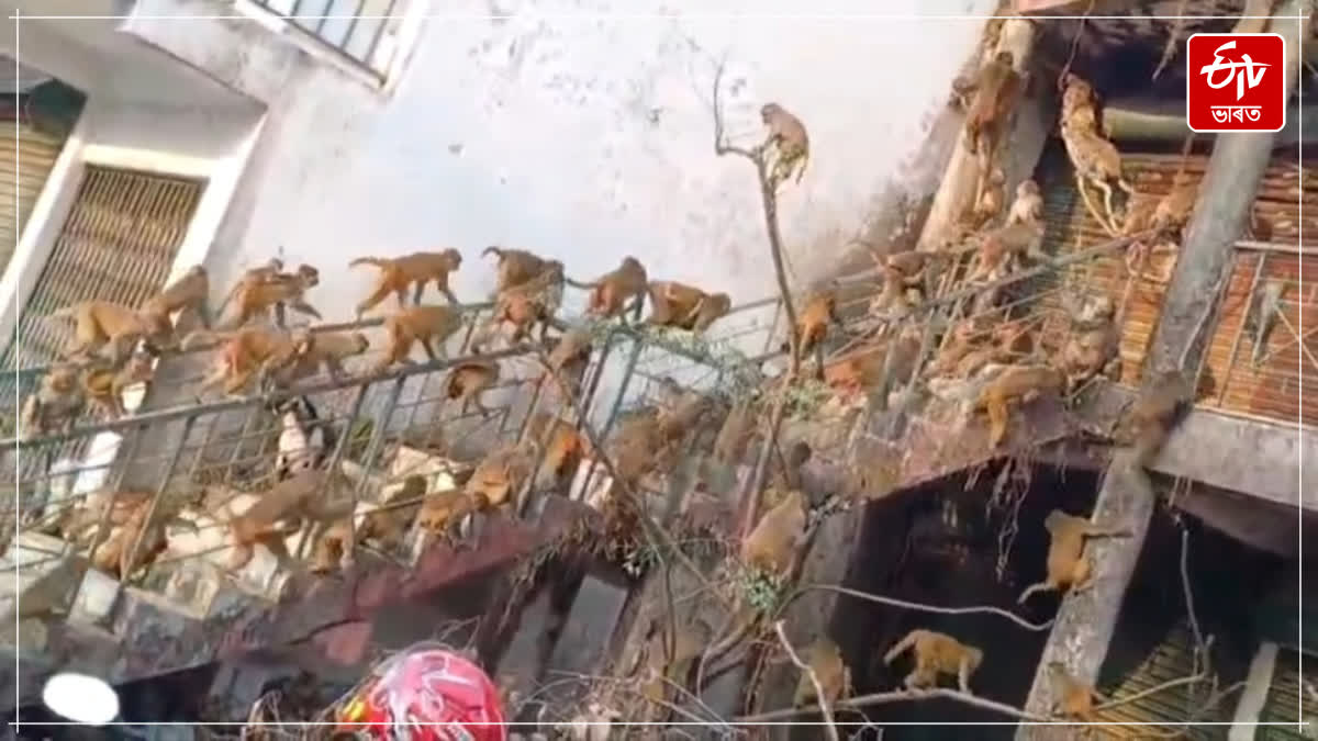 Monkeys causing trouble in Titabar, call for forest department to take control