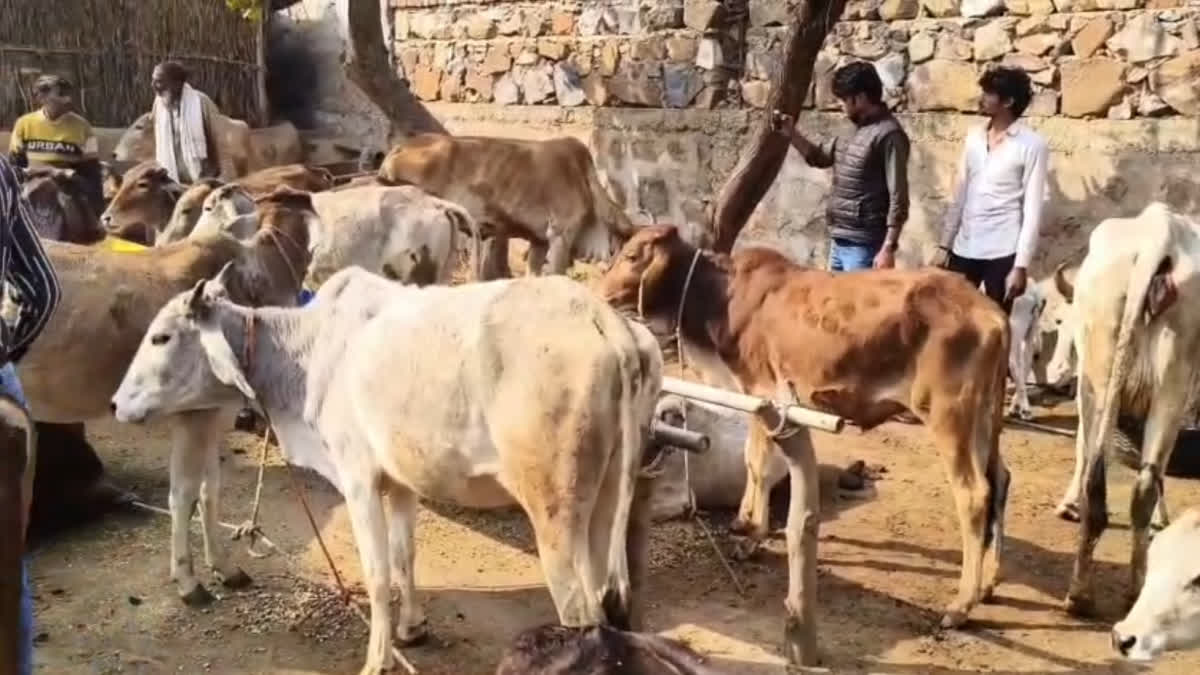 Three cows died and over 40 fell ill after drinking toxic water near the KMP Expressway in Nuh