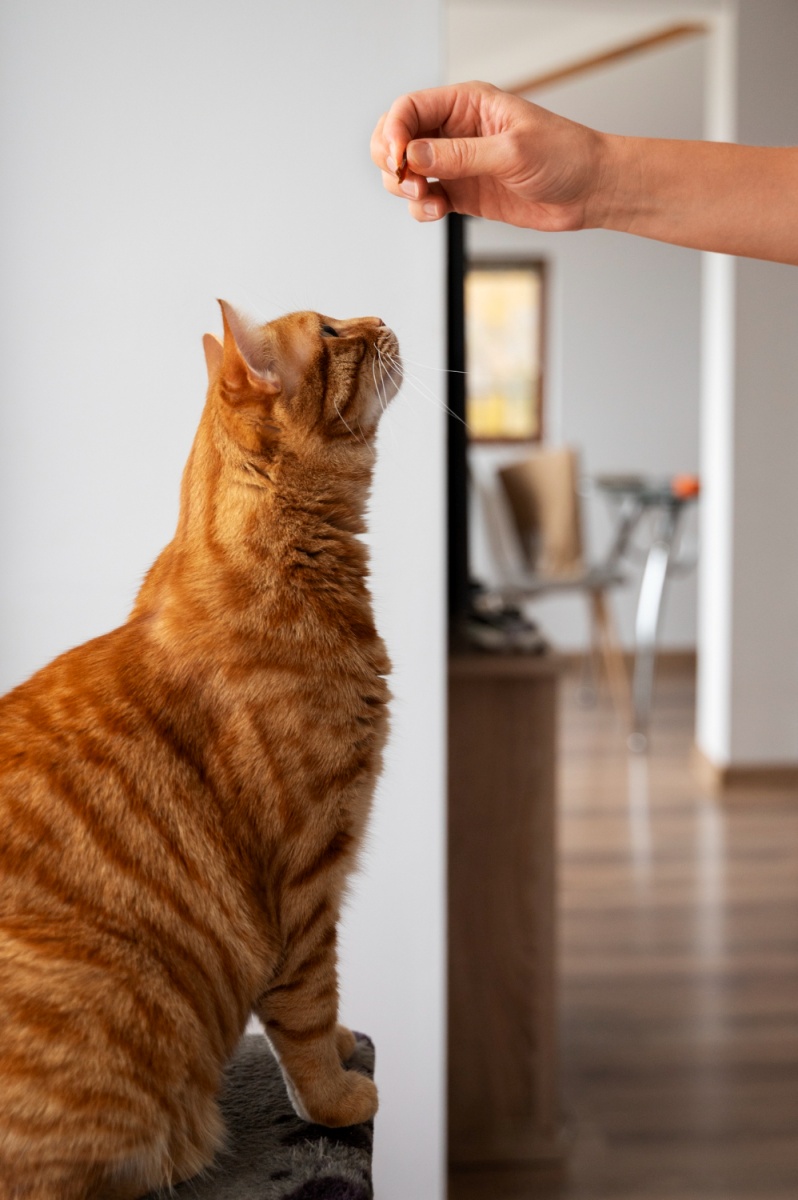 Cats are mindful