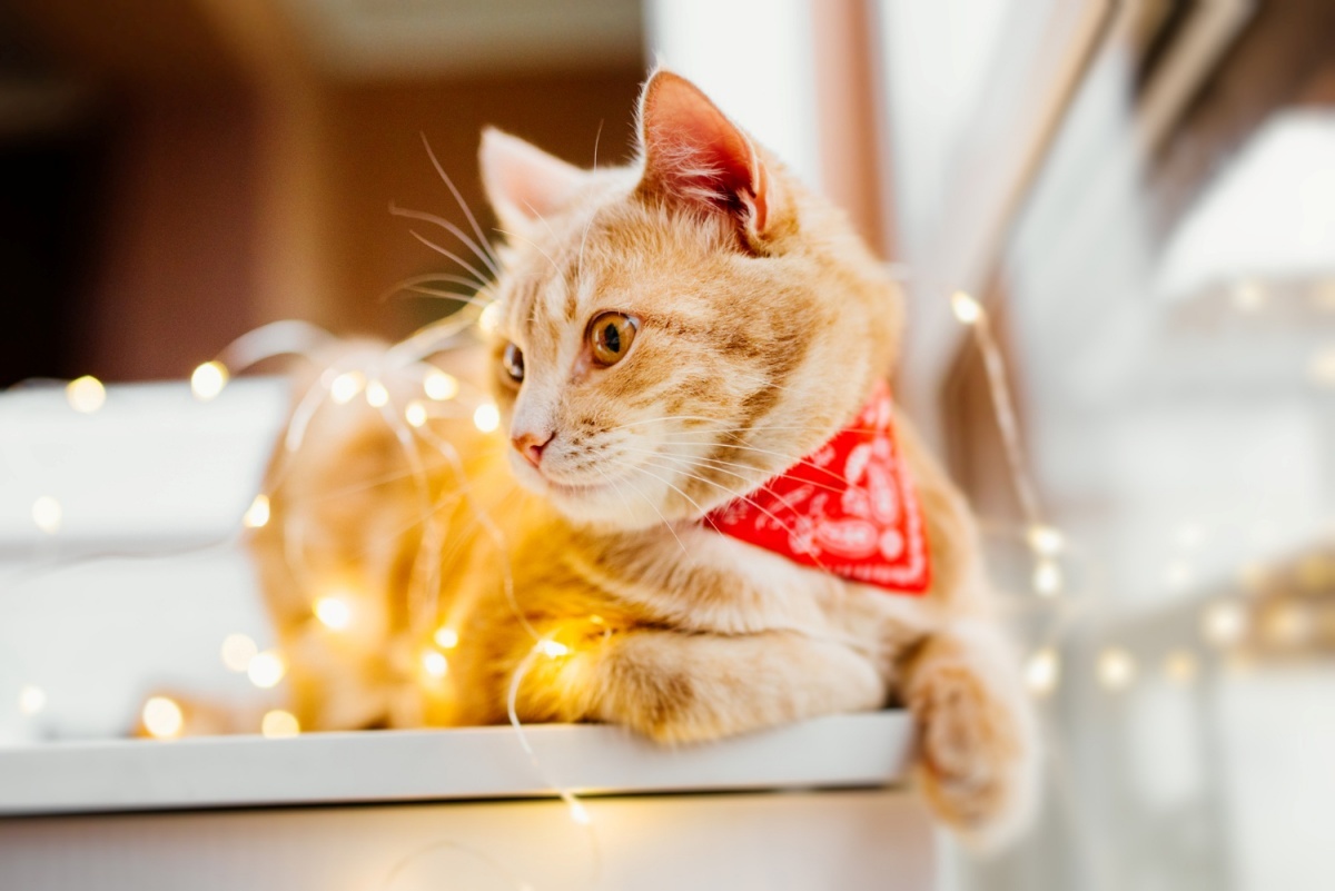 Orange cat playing with fairy lights