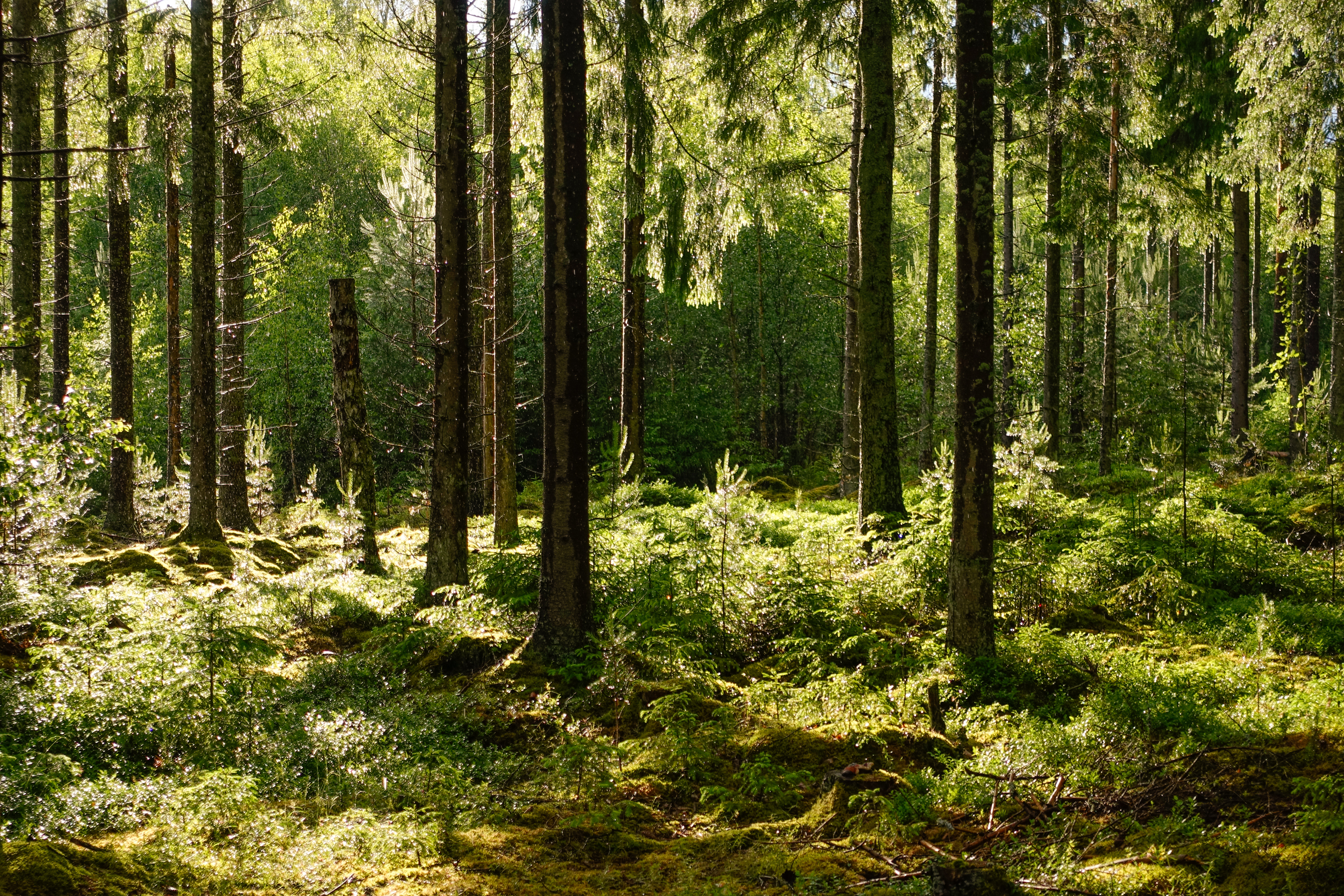 Madhya Pradesh Leads India In Forest Land Diversion For Development Projects