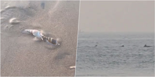 dolphin at Puri beach