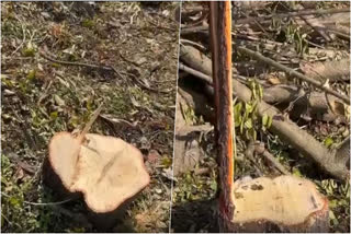 कटे हुए चंदन के पेड़