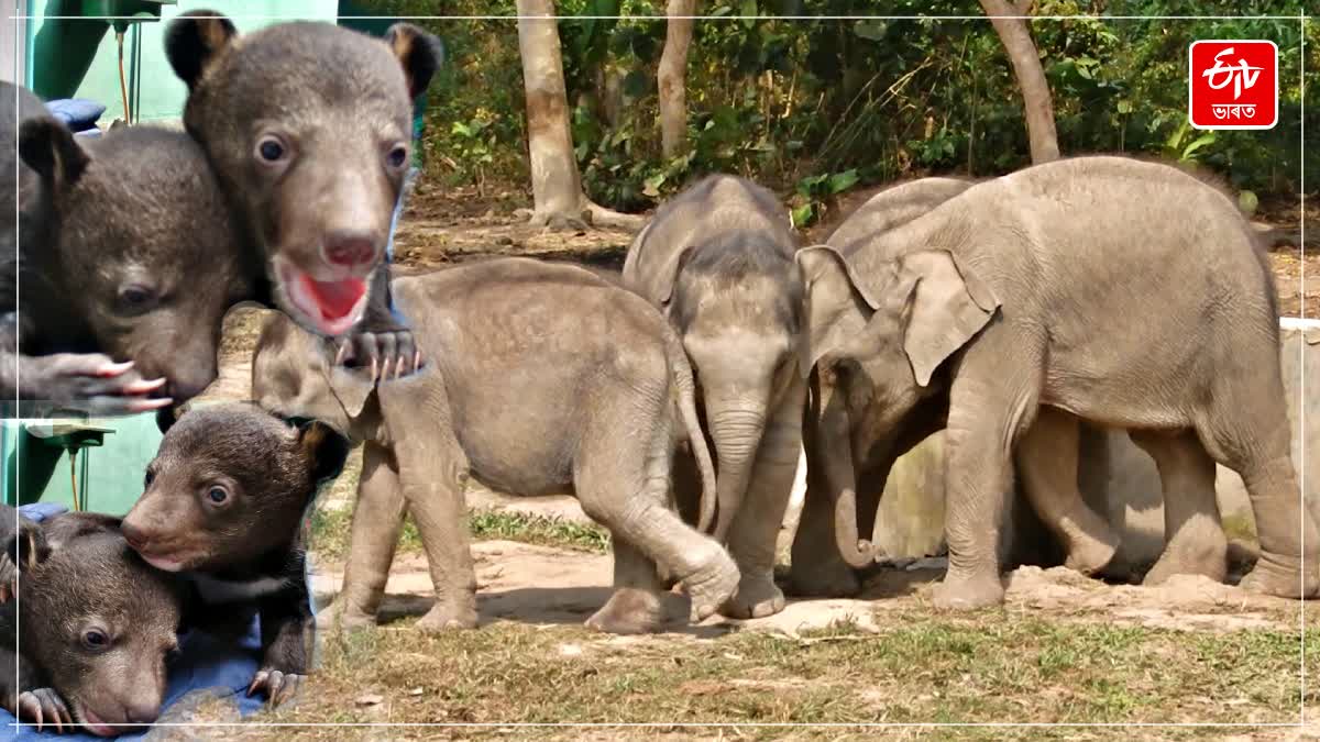 Who treat injured or diseased animals in Kaziranga