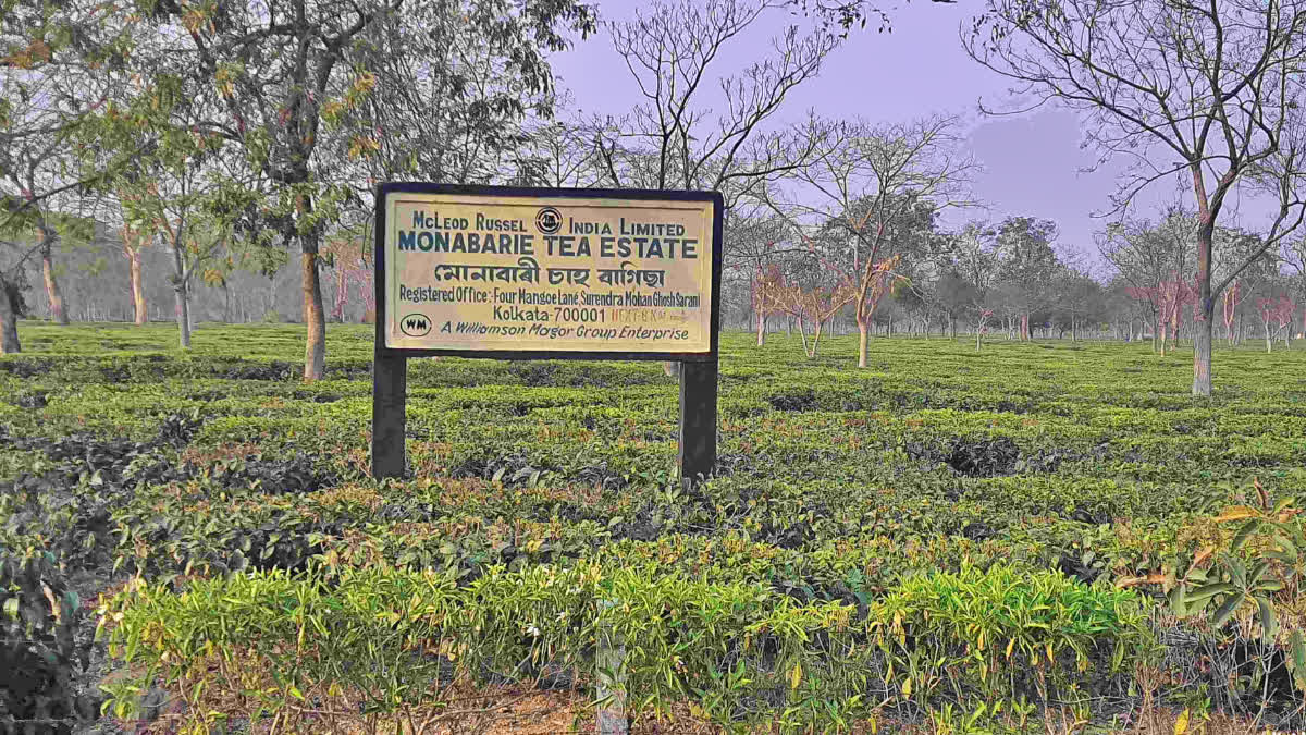 Monabarie Tea Estate