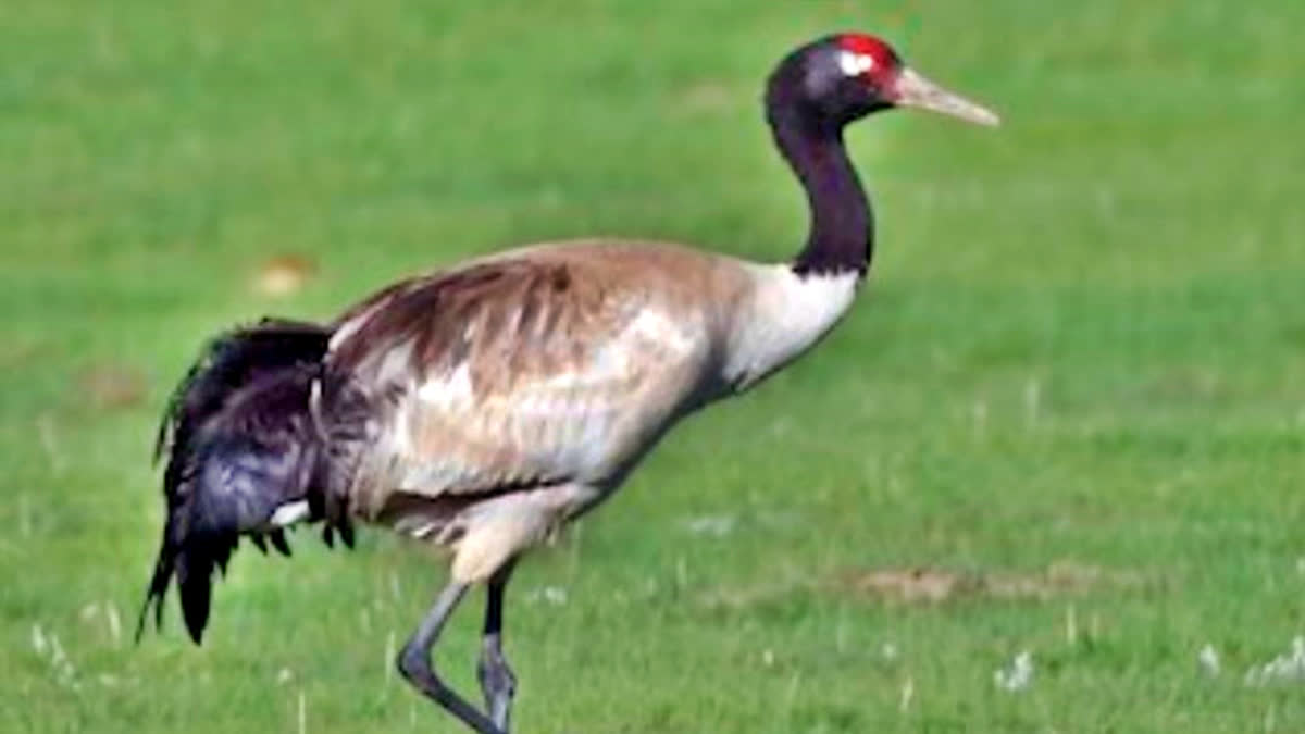 Rare Species Birds In Assam