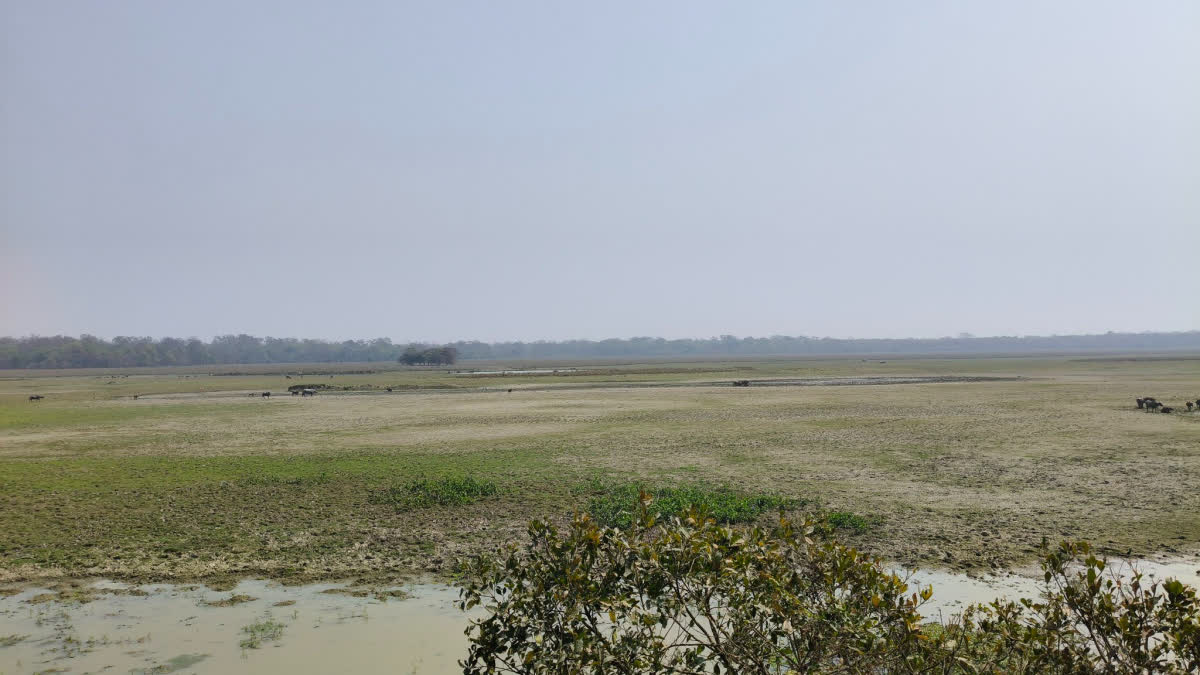 pabitora wildlife sanctuary