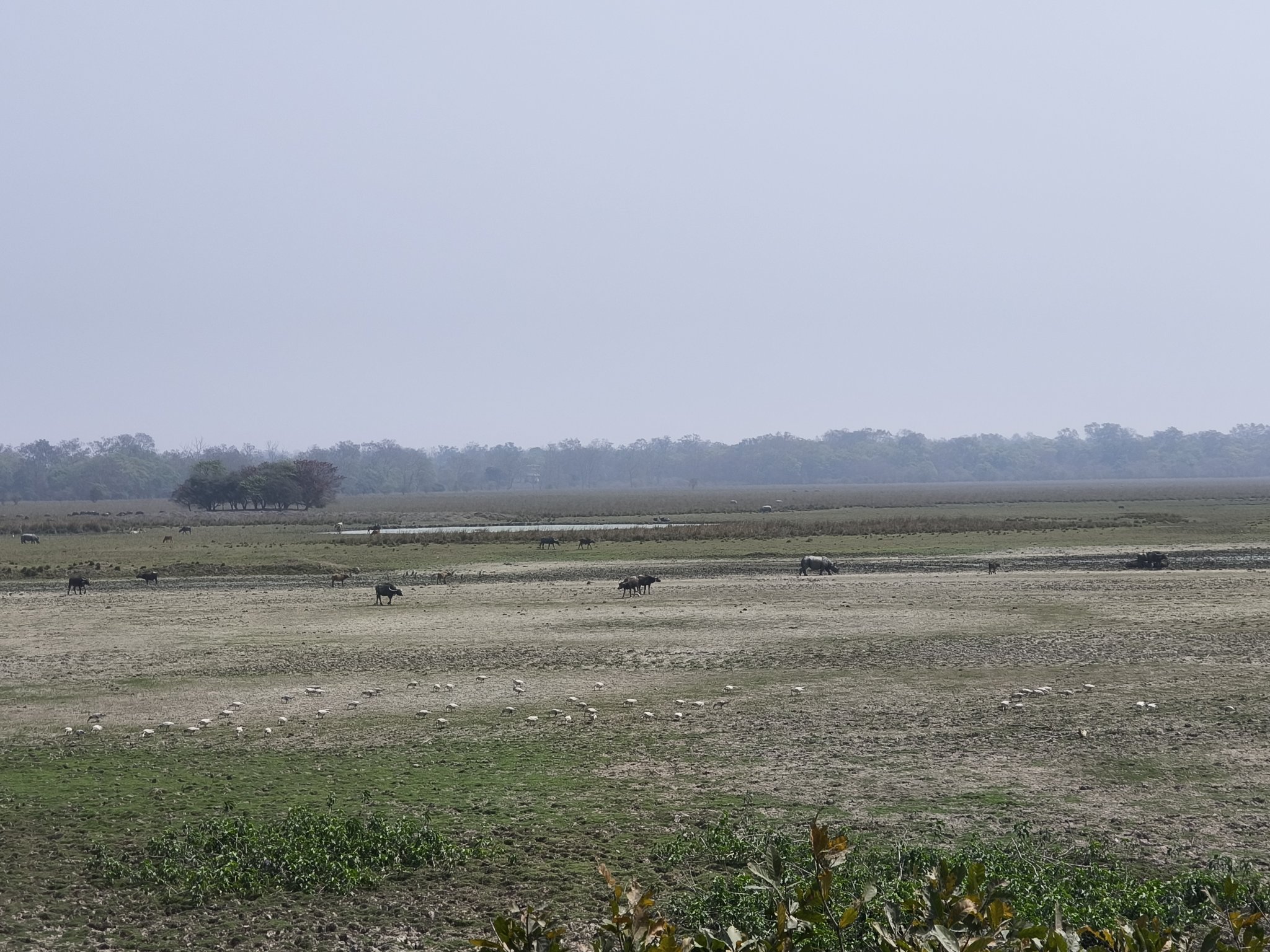 pabitora wildlife sanctuary