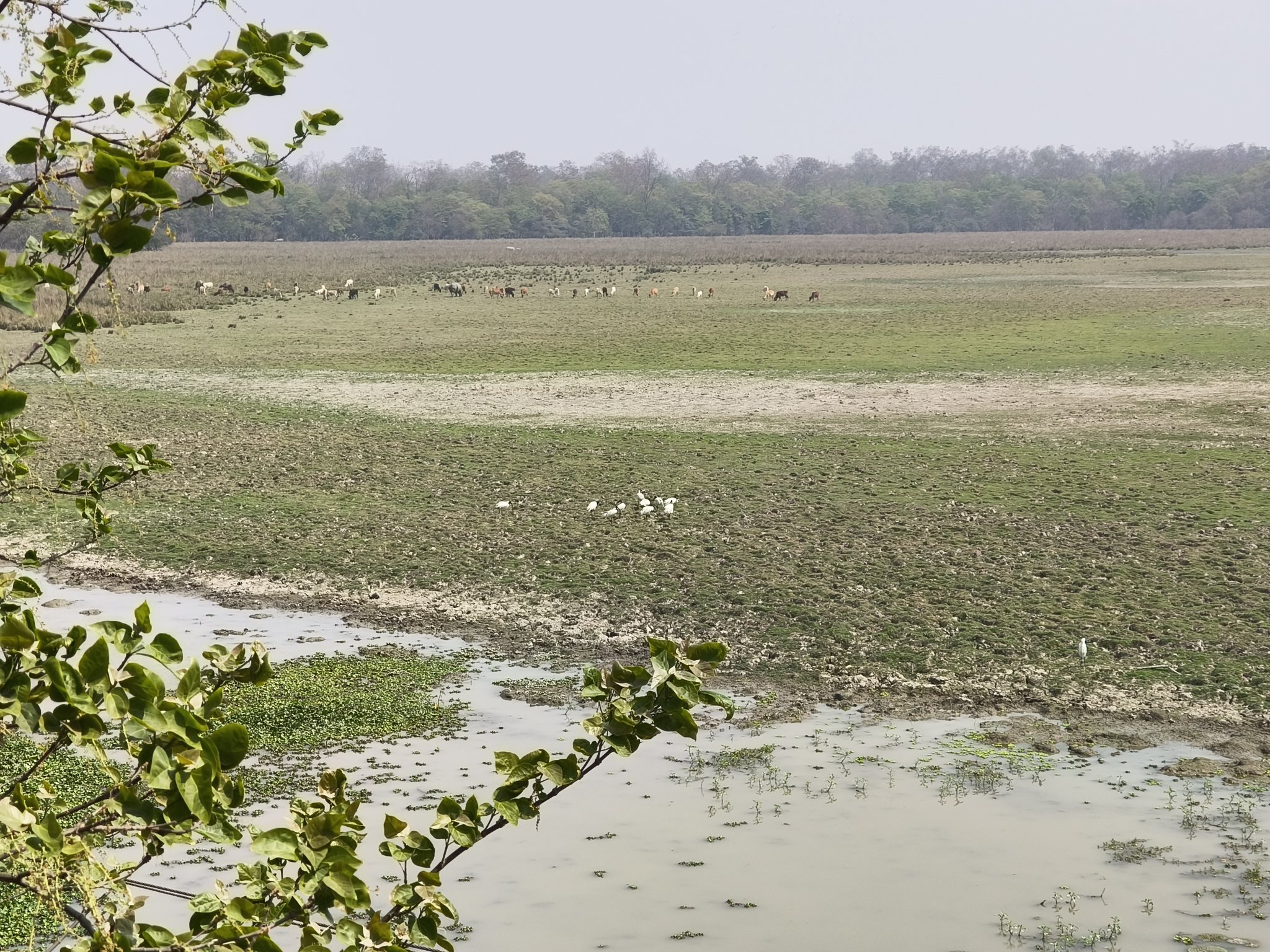 pabitora wildlife sanctuary
