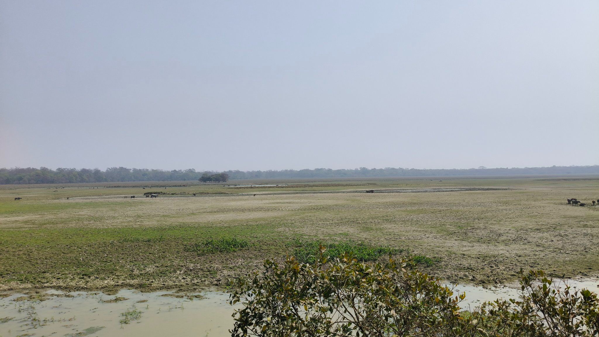 pabitora wildlife sanctuary