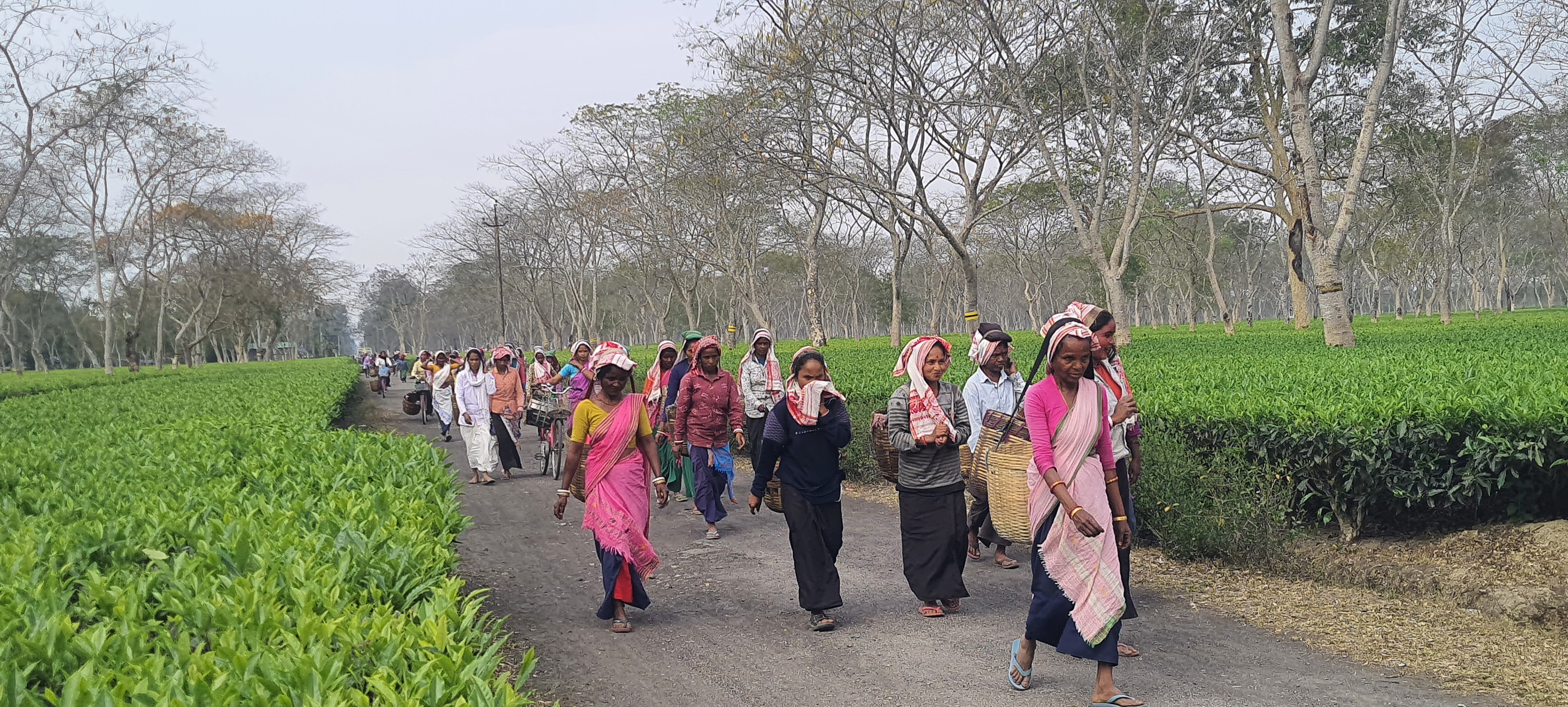 Monabarie Tea Estate