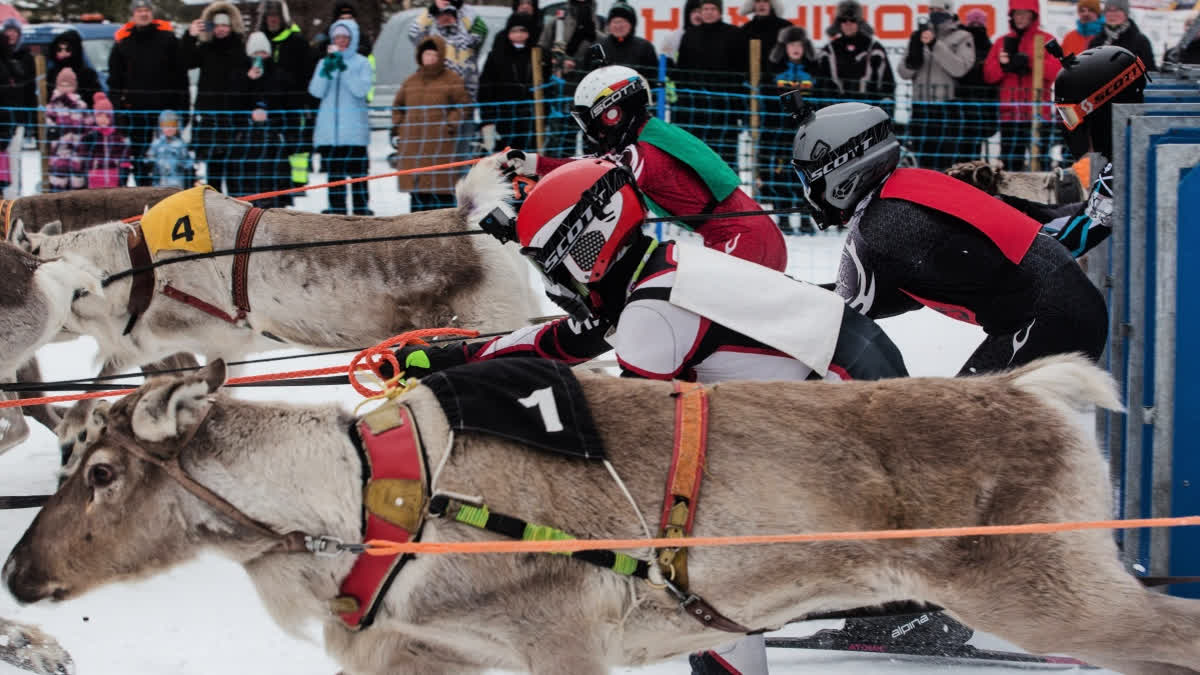 In Pics: Reindeer Sprint Across Frozen Lake During Salla Porocup Reindeer Racing Event In Finland Salla Porocup reindeer racing in Finland
