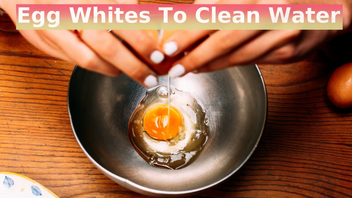 An Egg-cellent Discovery: Researchers Find Egg White Protein May Help Clean Dangerous Chemicals From Water Breaking an egg