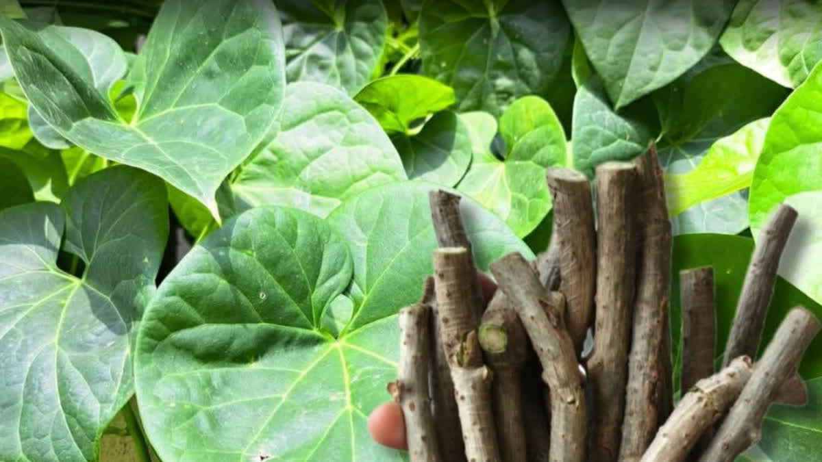 Sagar University Scientists Unlock Medicinal Secrets Of MP Flora To Fight Cancer And TB Etv Bharat