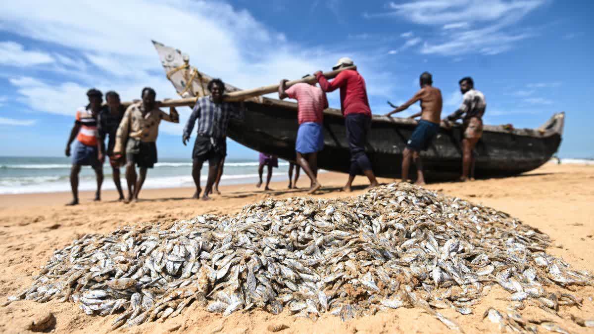 Fish Production In Maharashtra's Beed Touches 8510 MT From 173 Projects