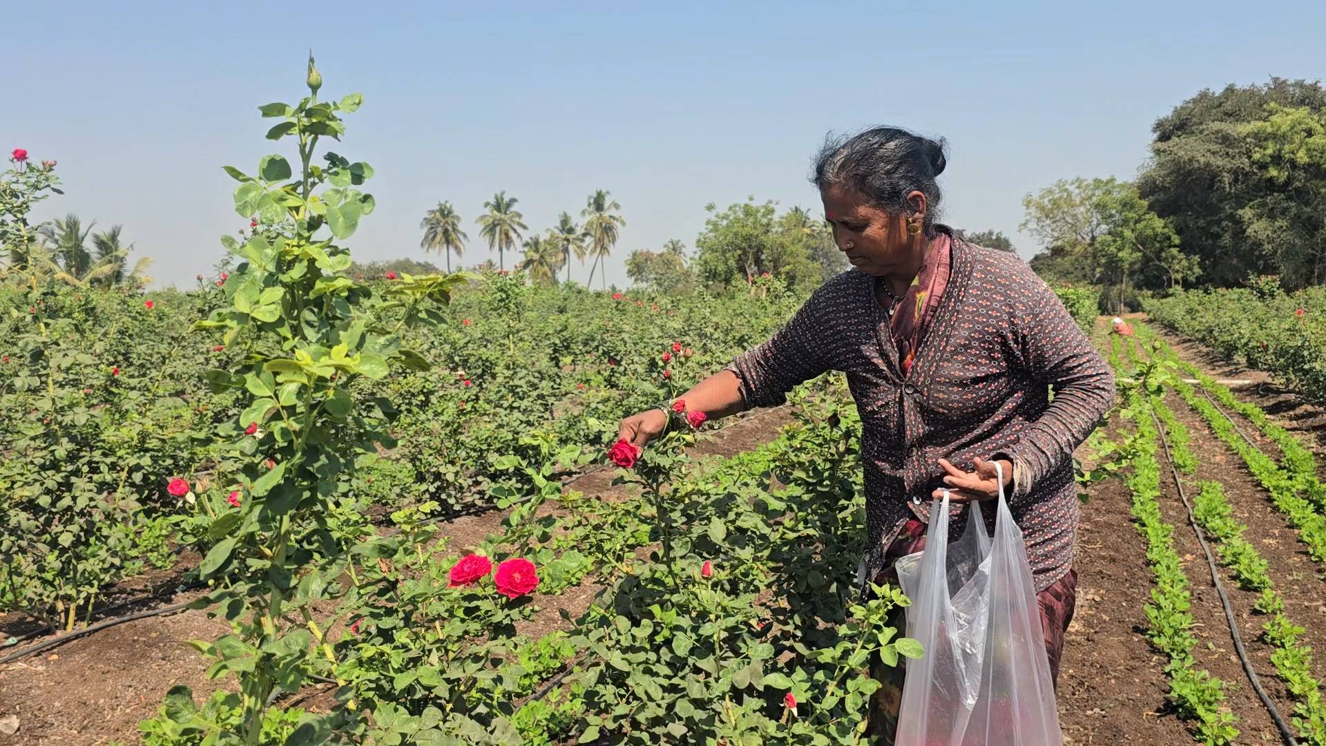 Astgaon's Rose Revolution: 10 Lakh Flowers From This Maharashtra Village Are Sold Across India Daily