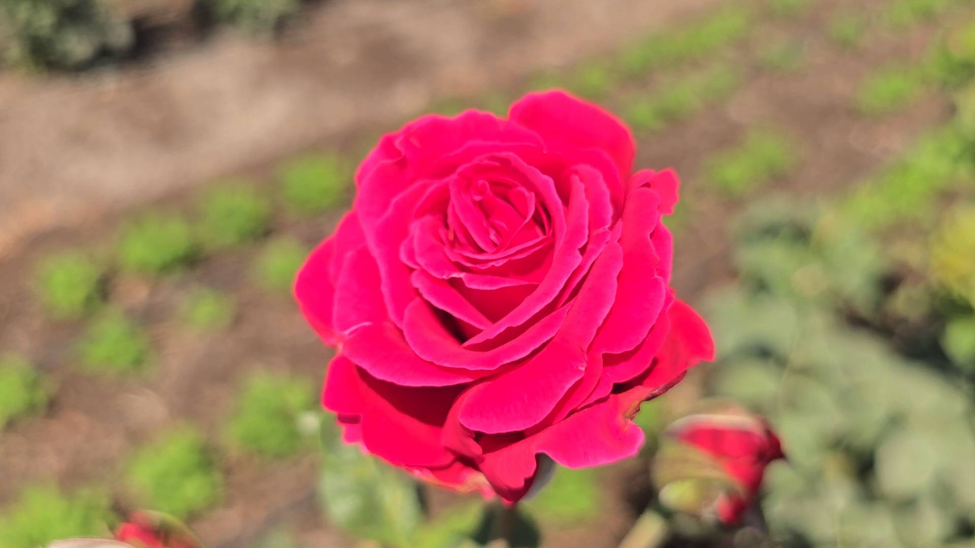 Astgaon's Rose Revolution: 10 Lakh Flowers From This Maharashtra Village Are Sold Across India Daily
