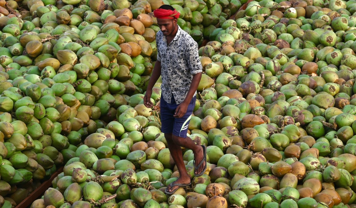 West Asia Tensions Hit Shrimp, Poultry And Coconut Exports From Andhra And Other Indian Markets