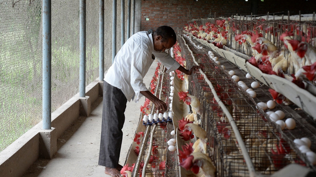 West Asia Tensions Hit Shrimp, Poultry And Coconut Exports From Andhra And Other Indian Markets
