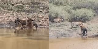 BANDIPUR NATIONAL PARK  TIGERS AT BANDIPUR  ಬಂಡೀಪುರ HULI  CHAMARAJANAGAR
