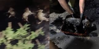 ടാറിൽ കുടുങ്ങിയ നായയെ രക്ഷിച്ചു  കോഴിക്കോട്  ടാറിൽ തെരുവ് നായ്ക്കൾ കുടുങ്ങി  തെരുവ് നായ