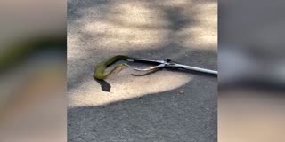 Rare Green Cobra in Tirumala