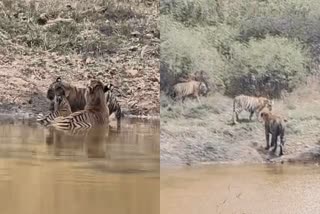 BANDIPUR NATIONAL PARK  TIGERS AT BANDIPUR  ಬಂಡೀಪುರ HULI  CHAMARAJANAGAR